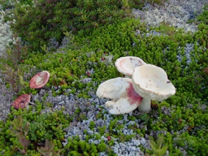 Berries and Mushrooms